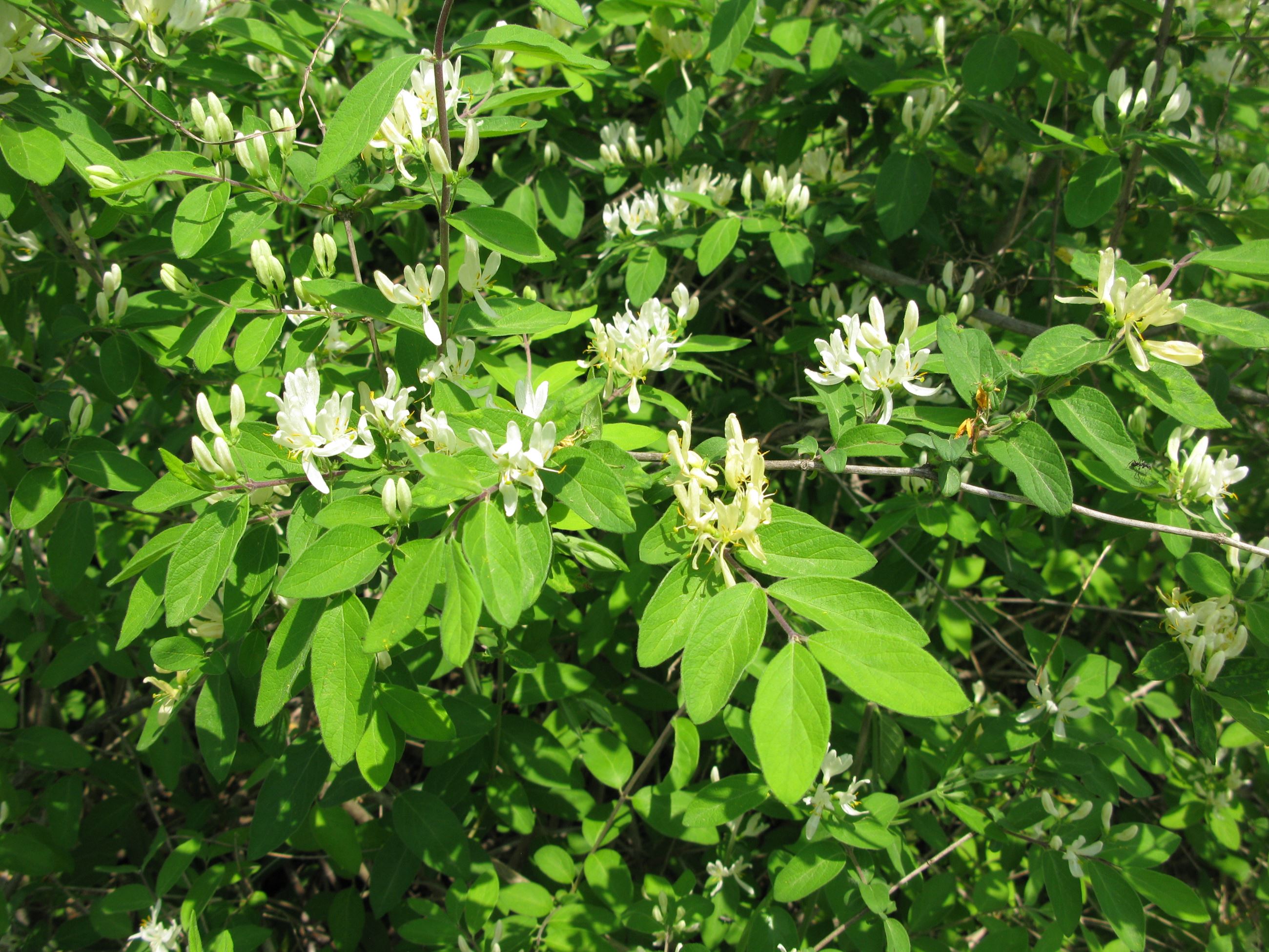 Lonicera_morrowii_5