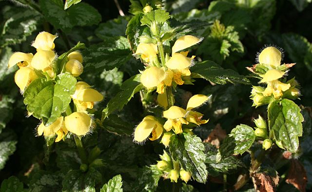 Yellow_Archangel_(Lamiastrum_galeobdolon)_-_geograph.org.uk_-_2872825