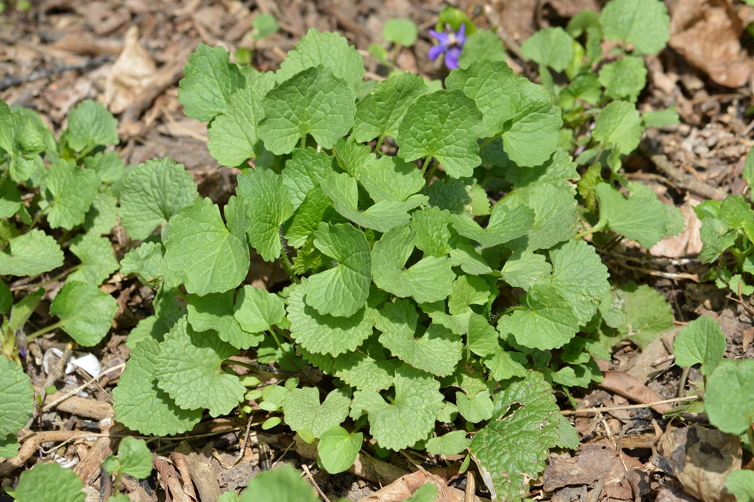 Garlic_Mustard_(Alliaria_petiolata)