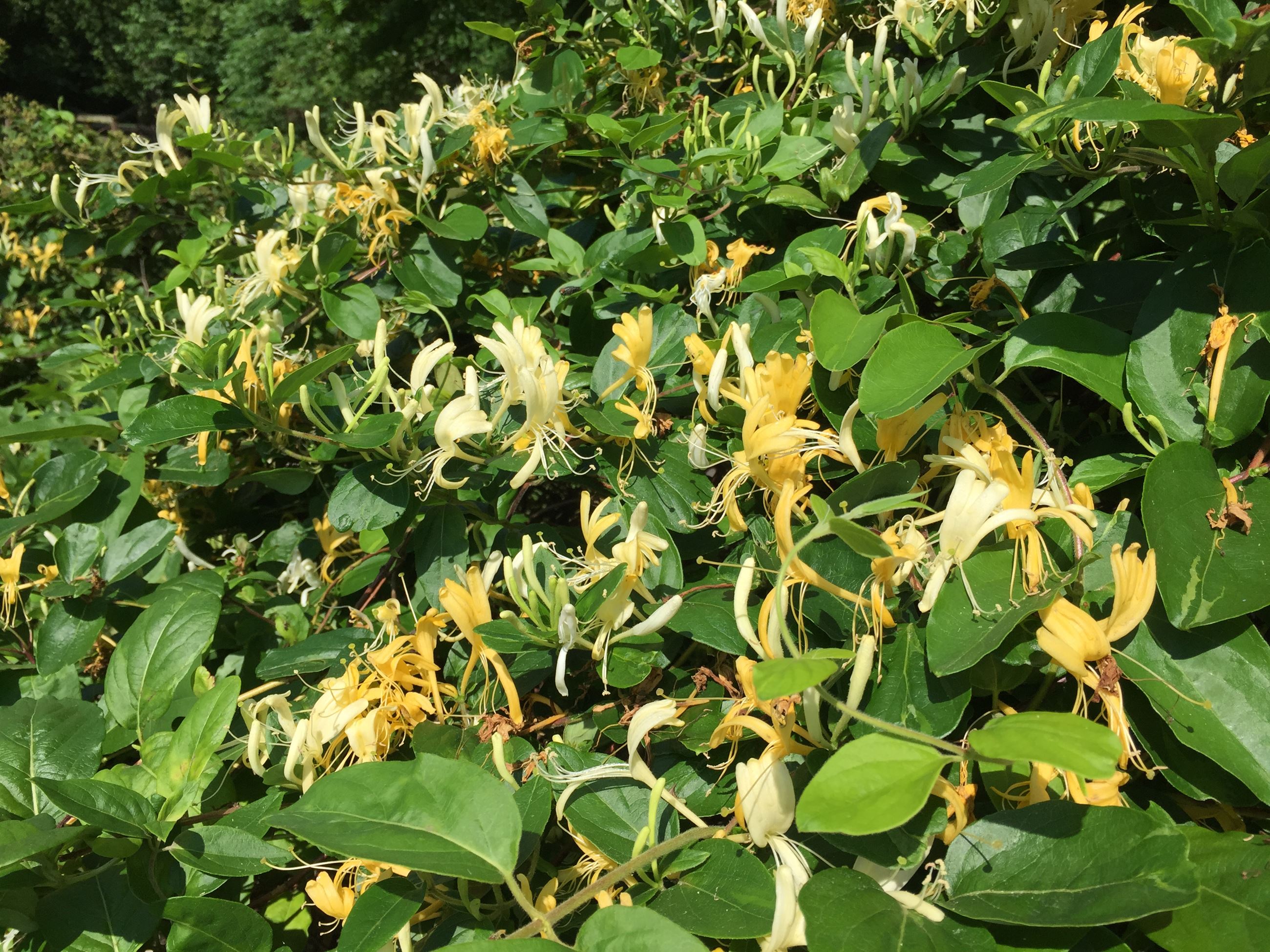 Japanese_honeysuckle